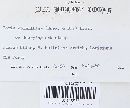 Tinctoporellus epimiltinus image