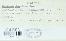 Microstroma album image