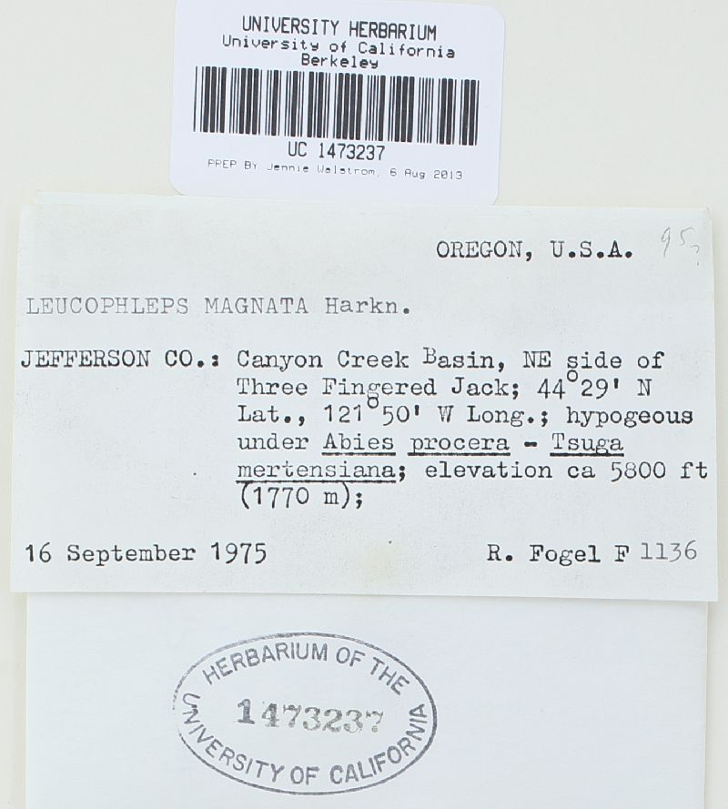 Leucophleps magnata image