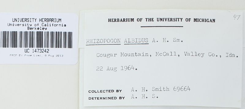 Rhizopogon albidus image