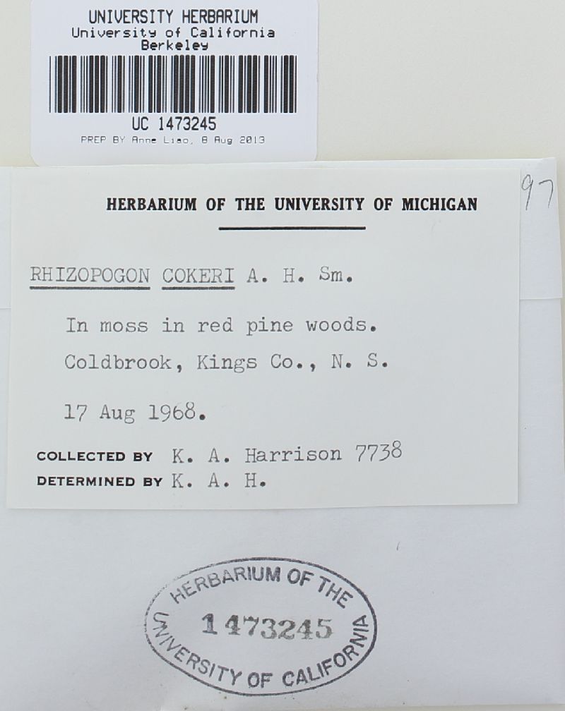 Rhizopogon cokeri image