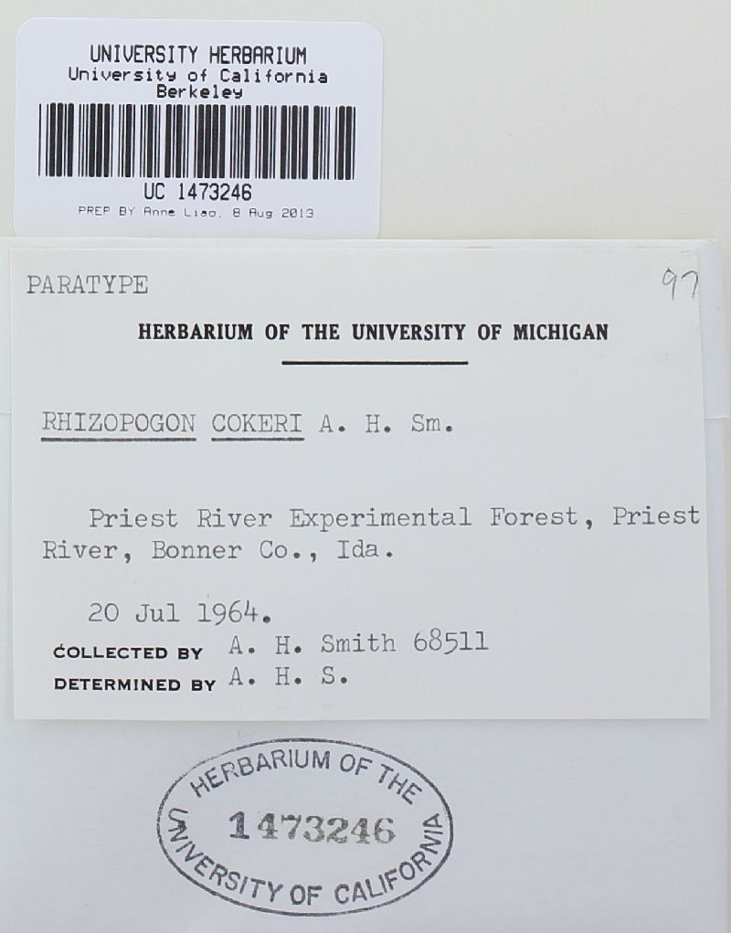 Rhizopogon cokeri image