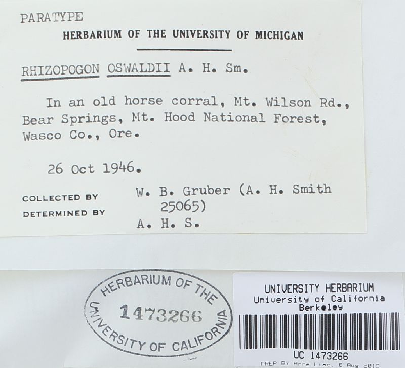 Rhizopogon oswaldii image
