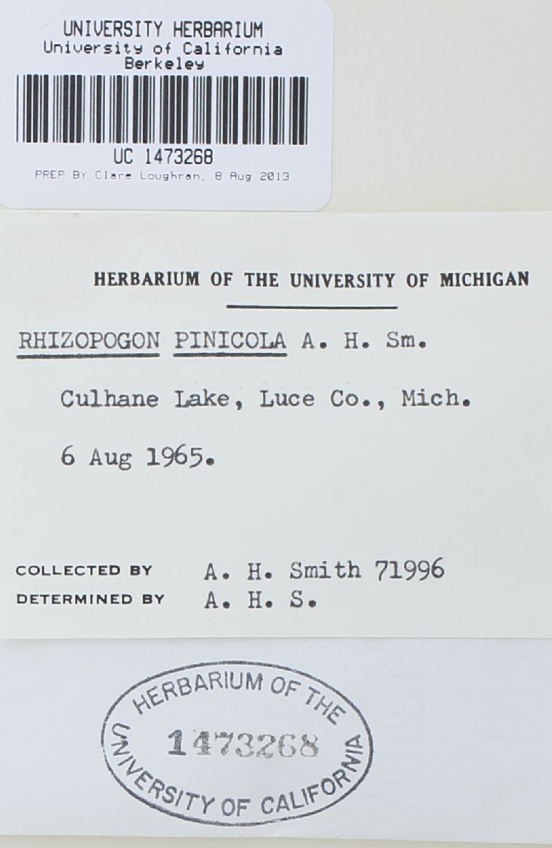 Rhizopogon pinicola image