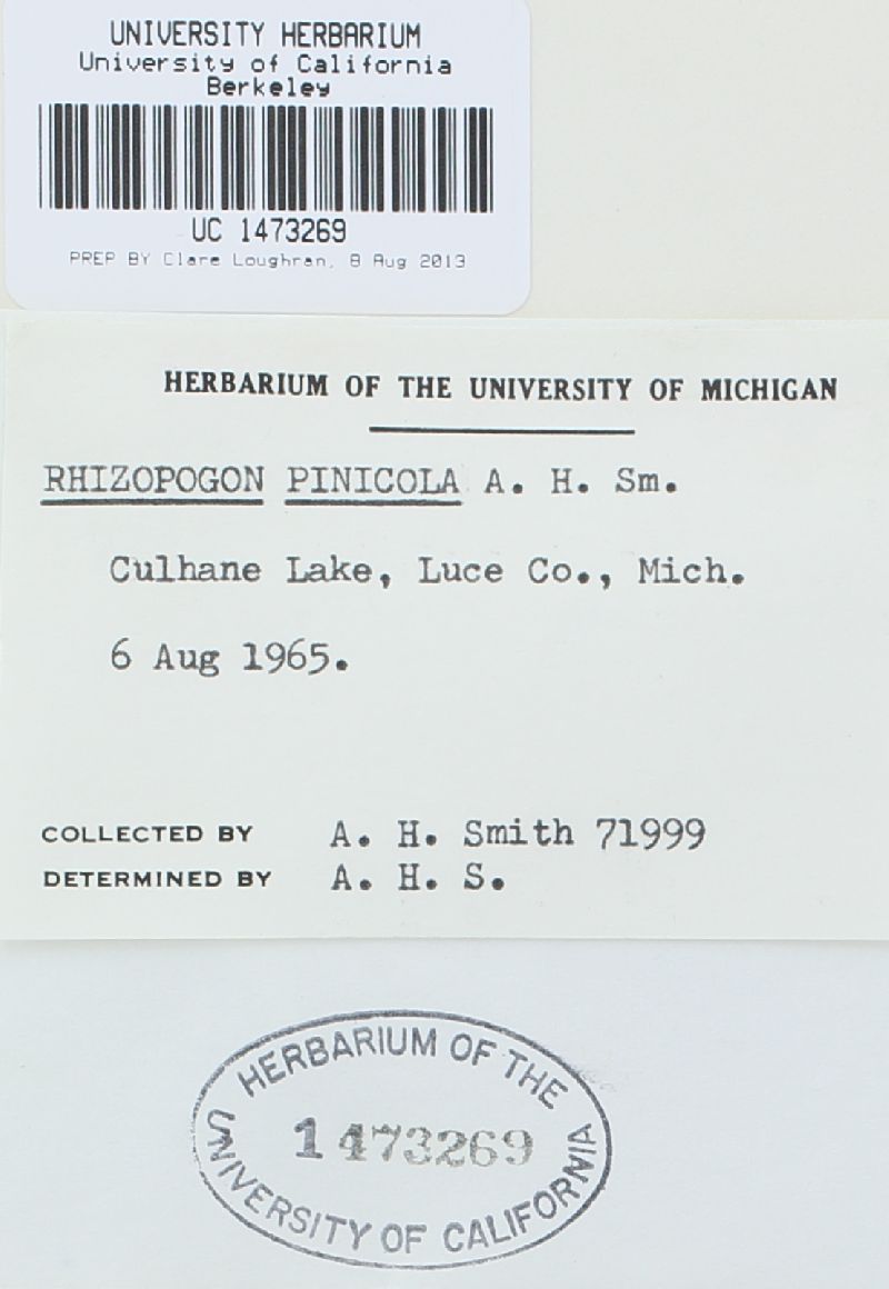 Rhizopogon pinicola image