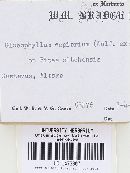 Gloeophyllum sepiarium image