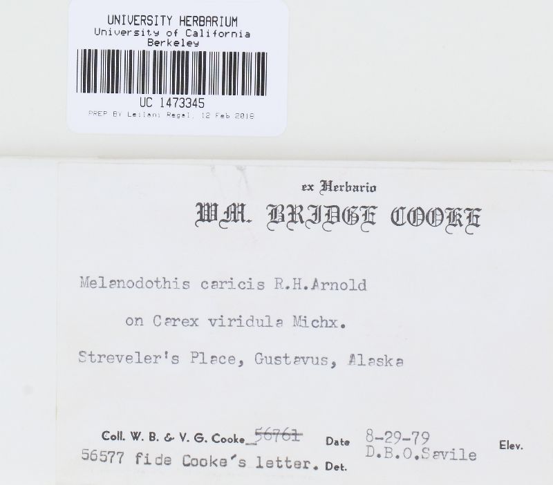 Melanodothis caricis image