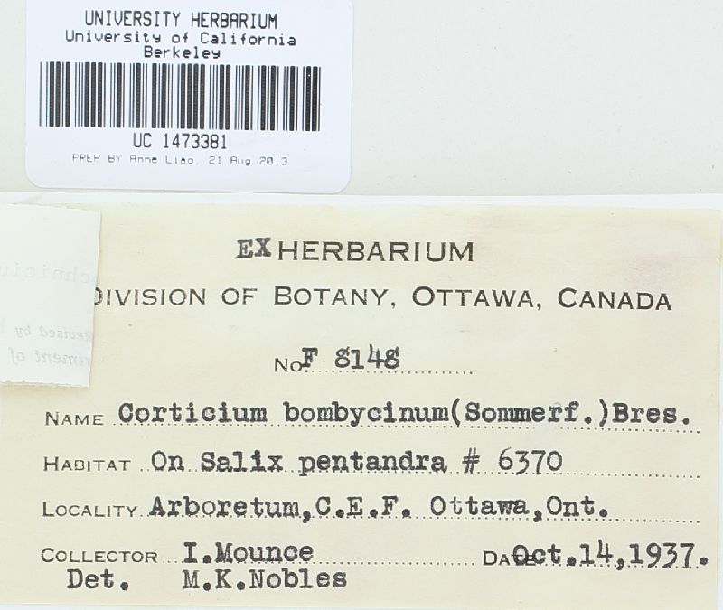 Hypochnicium bombycinum image