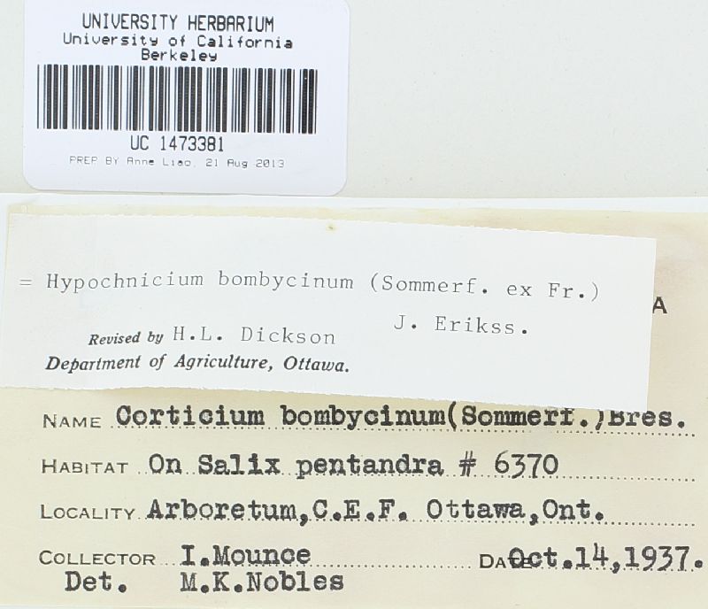 Hypochnicium bombycinum image