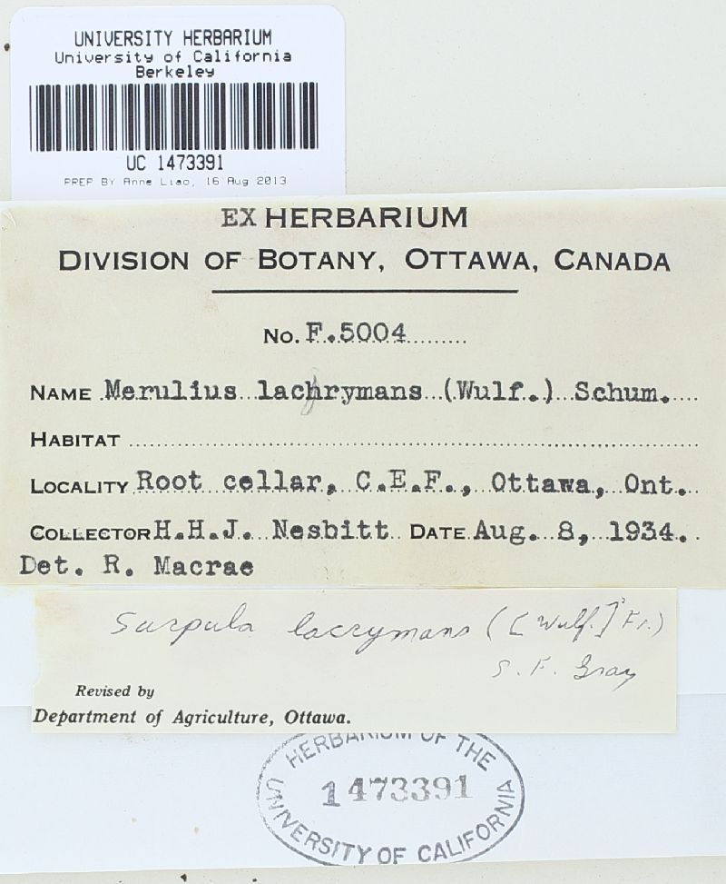 Serpula lacrymans image