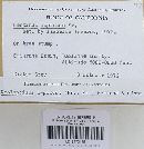 Neolentinus lepideus image