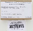 Clavulina coralloides image