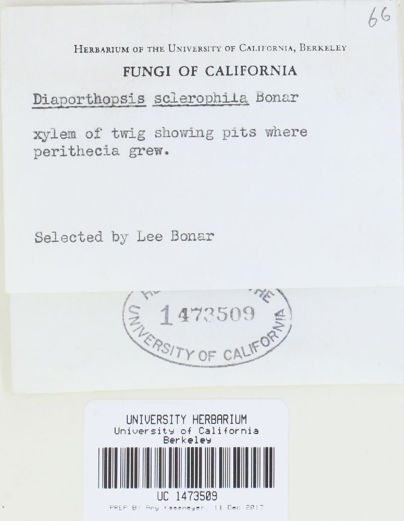 Diaporthopsis sclerophila image