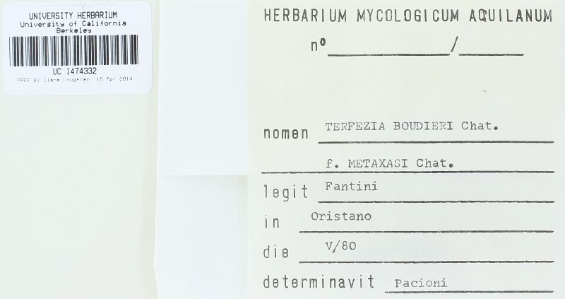 Terfezia boudieri image