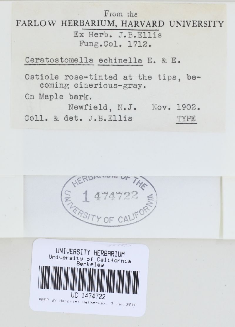 Ceratostomella echinella image