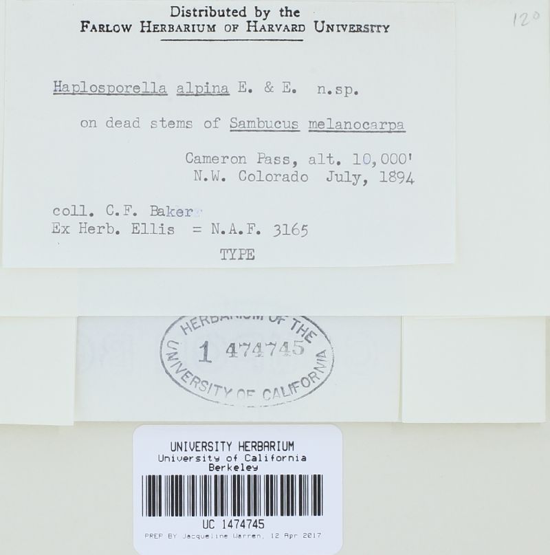 Aplosporella alpina image