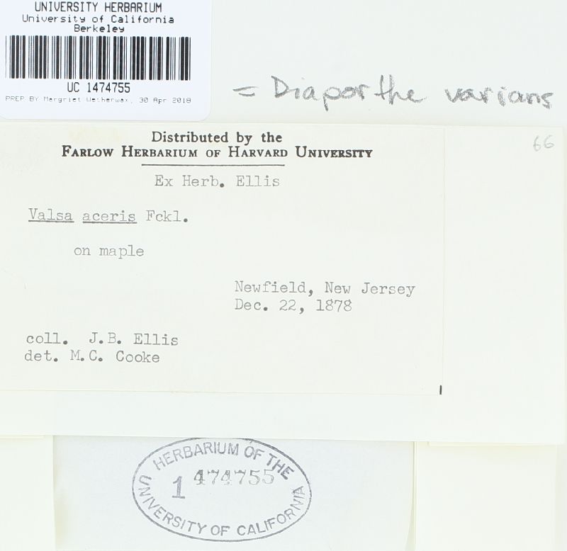 Diaporthe varians image