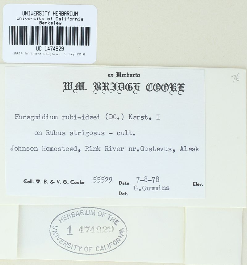 Phragmidium rubi-idaei image