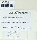 Phragmidium rubi-idaei image