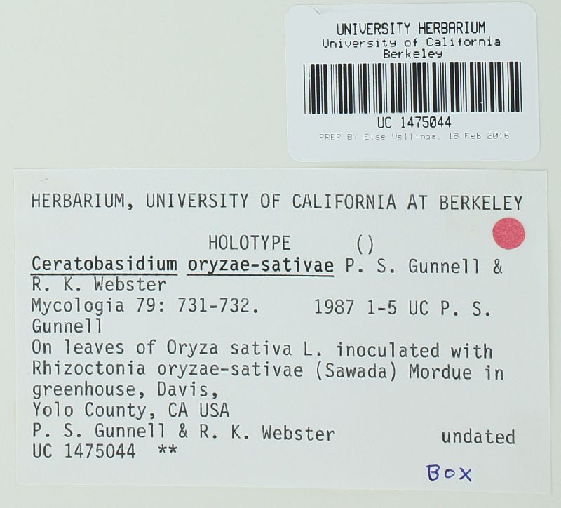 Ceratobasidium setariae image