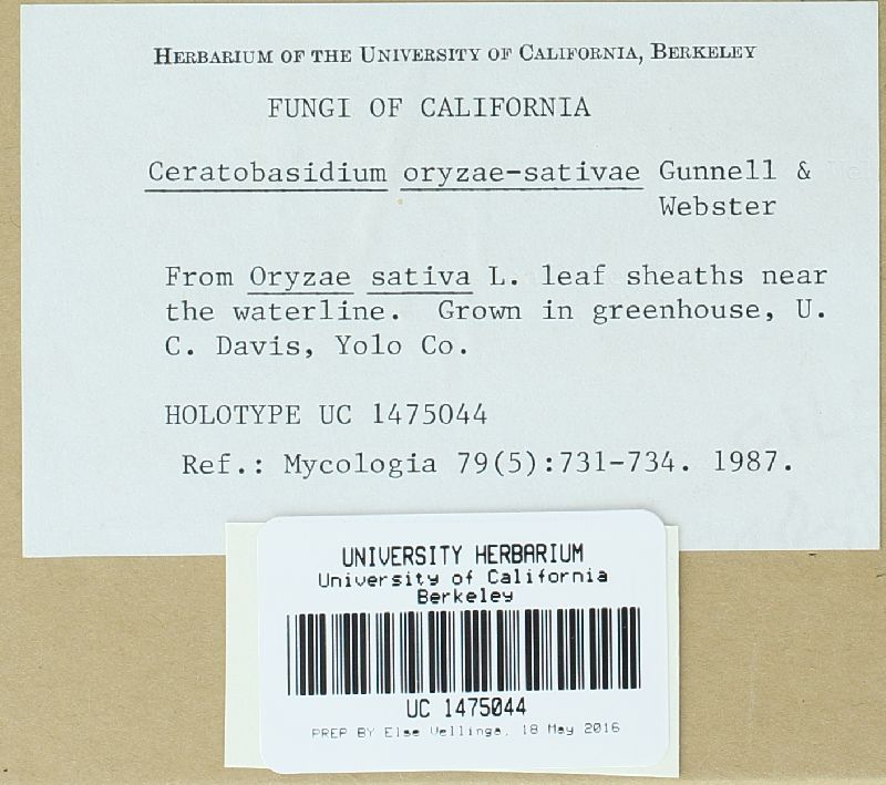 Ceratobasidium setariae image