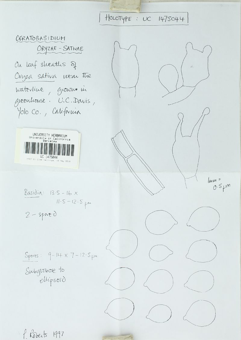 Ceratobasidium setariae image