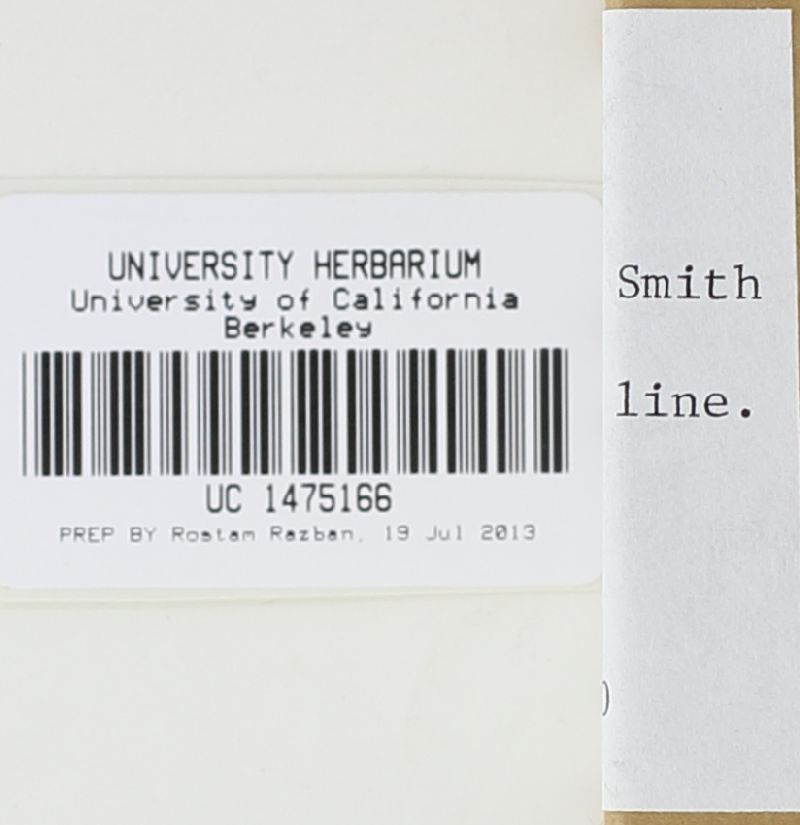 Agaricus inapertus image