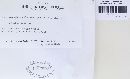 Rutstroemia firma image