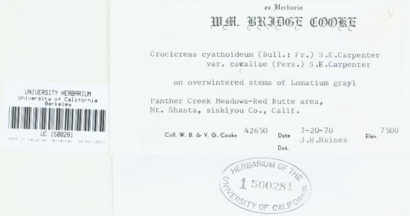 Crocicreas cyathoideum var. cacaliae image