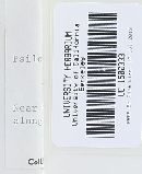 Psilocybe coprophila image