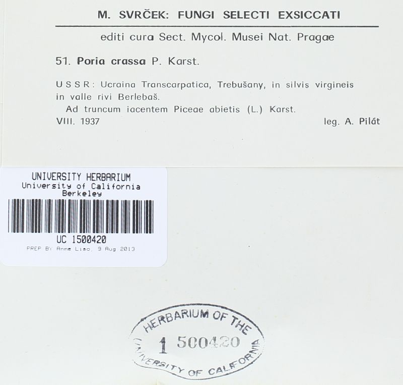Antrodia crassa image