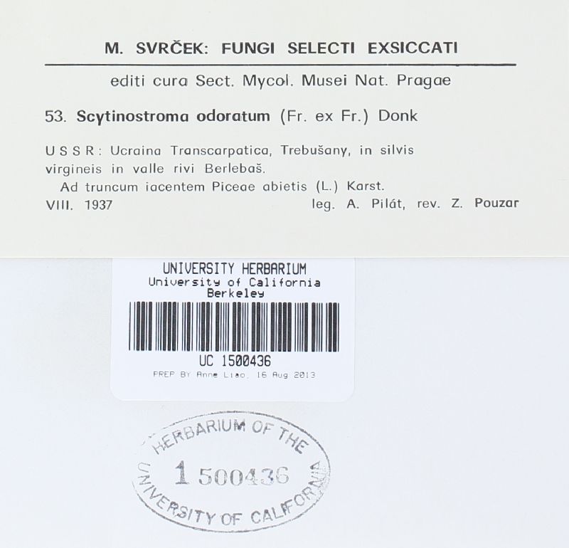 Scytinostroma odoratum image