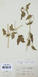 Puccinia recondita image