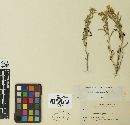 Puccinia grindeliae image