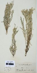 Puccinia tanaceti image