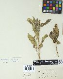Melampsora paradoxa image