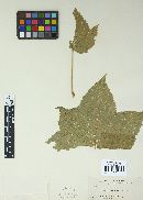 Phragmidium occidentale image