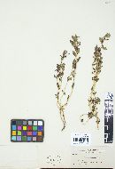 Puccinia intermixta image