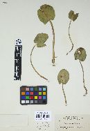 Puccinia areolata image
