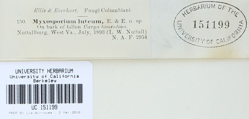 Myxosporium image