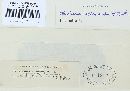 Pileolaria brevipes image