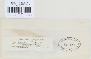 Pezicula carnea image