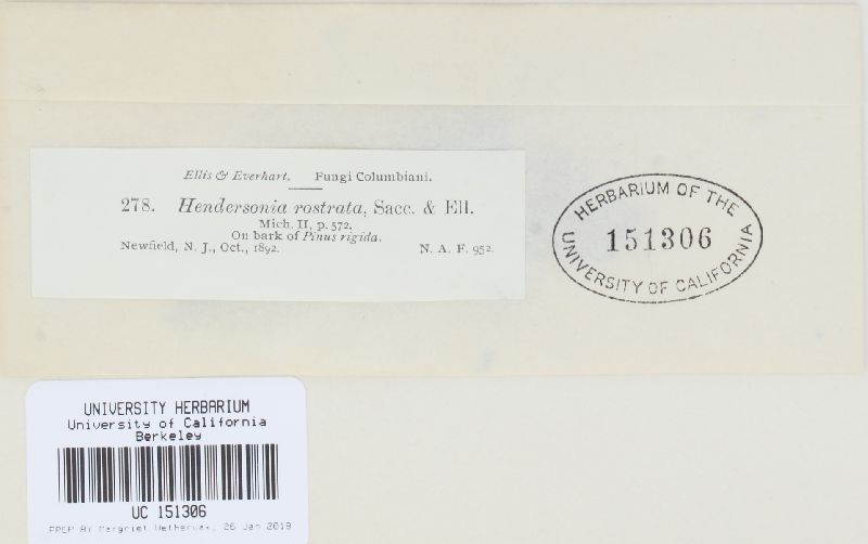 Hendersonia rostrata image