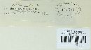 Urocystis anemones image