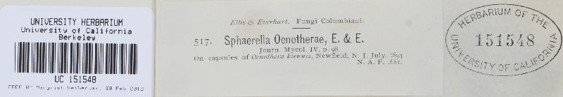 Mycosphaerella oenotherae image