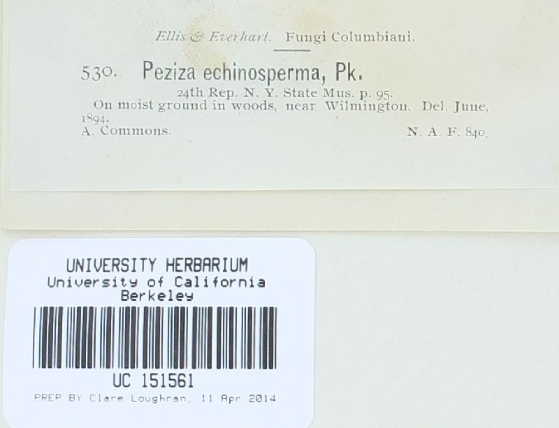 Lamprospora crechqueraultii image