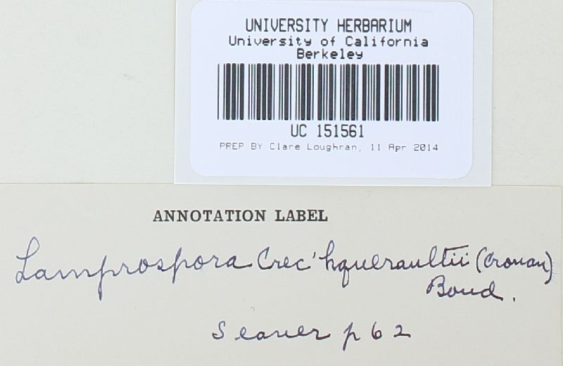 Lamprospora image