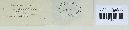 Puccinia caricina var. caricina image