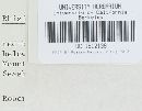 Rhizina undulata image