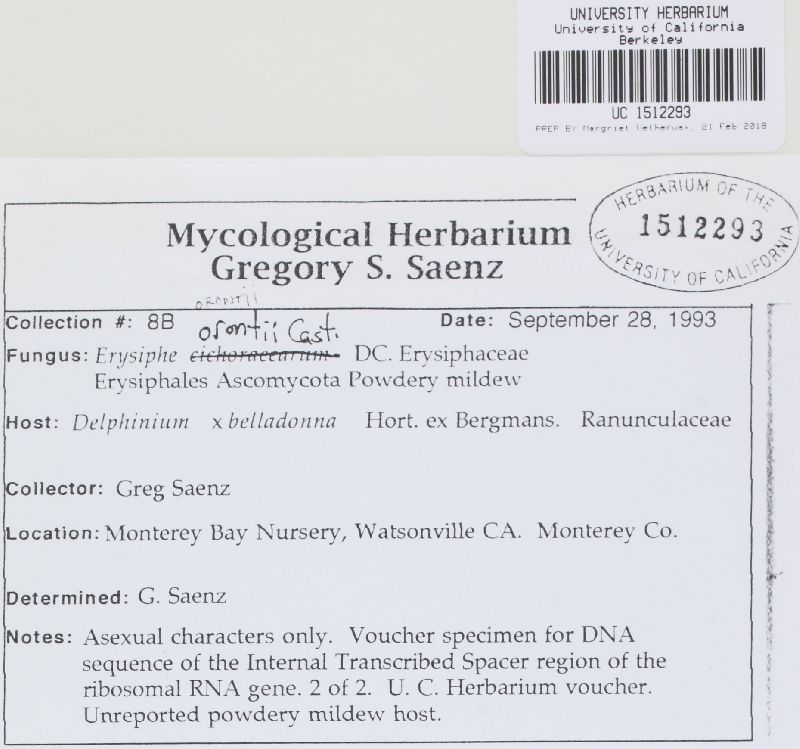 Microsphaera ornata image
